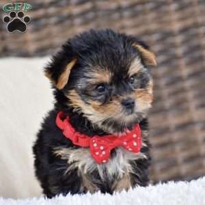 Molly – Teacup, Yorkie Puppy