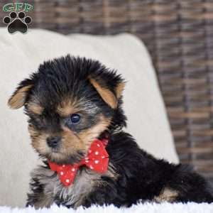 Molly – Teacup, Yorkie Puppy