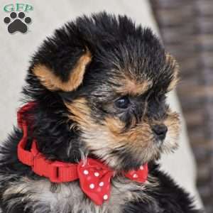 Molly – Teacup, Yorkie Puppy