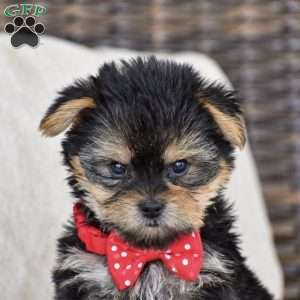 Molly – Teacup, Yorkie Puppy