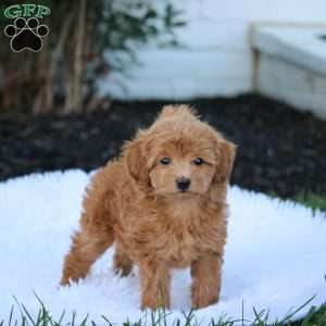 Violet, Maltipoo Puppy