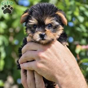 Molly – Teacup, Yorkie Puppy