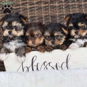 Milo – Teacup, Yorkie Puppy