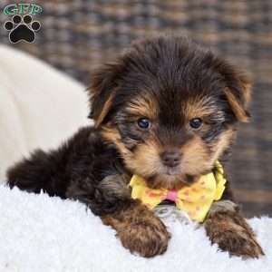 Myra – Teacup, Yorkie Puppy