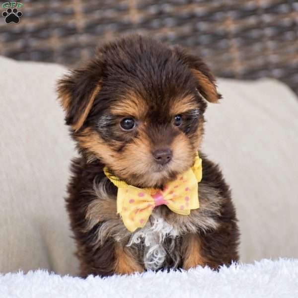 Myra – Teacup, Yorkie Puppy