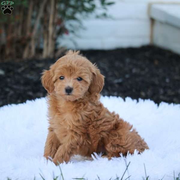Violet, Maltipoo Puppy