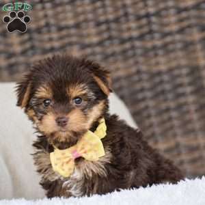 Myra – Teacup, Yorkie Puppy