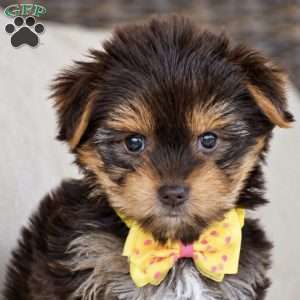 Myra – Teacup, Yorkie Puppy
