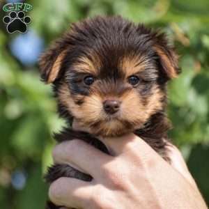 Myra – Teacup, Yorkie Puppy