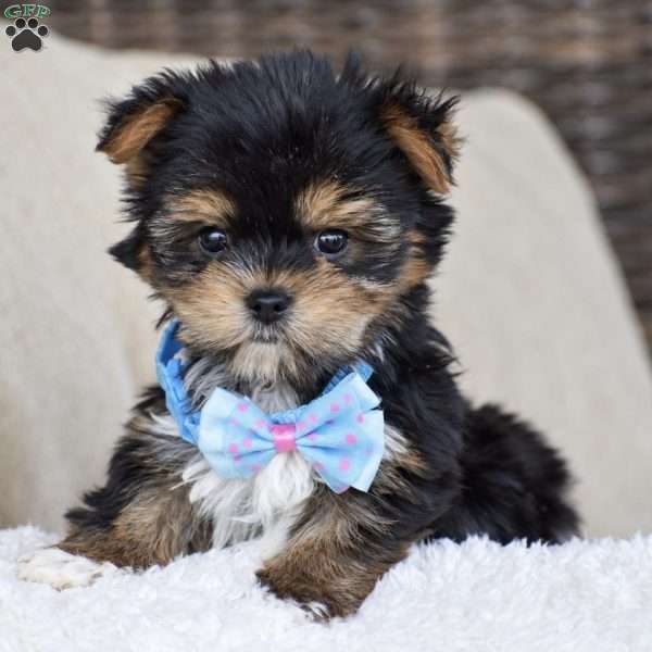 Milo – Teacup, Yorkie Puppy