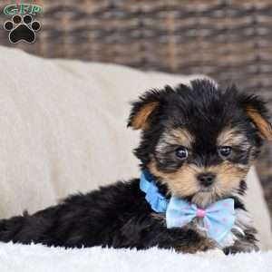 Milo – Teacup, Yorkie Puppy