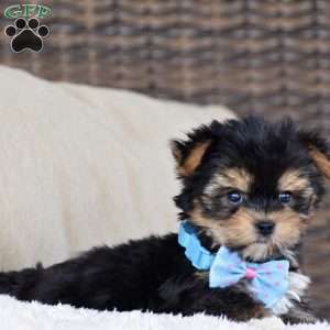 Milo – Teacup, Yorkie Puppy