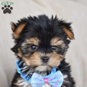 Milo – Teacup, Yorkie Puppy