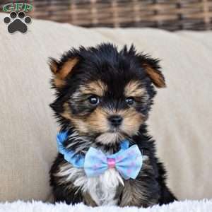 Milo – Teacup, Yorkie Puppy