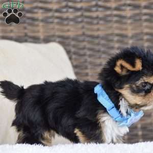 Milo – Teacup, Yorkie Puppy