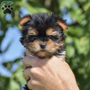 Milo – Teacup, Yorkie Puppy
