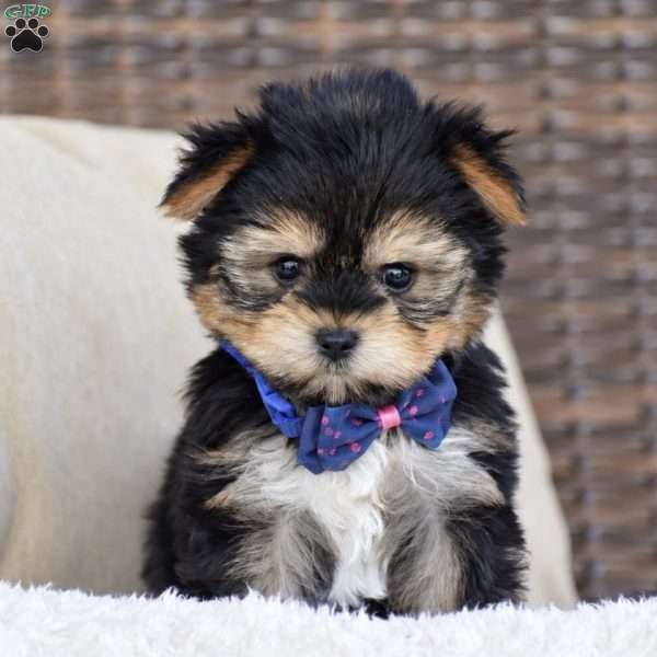 Mickey, Yorkie Puppy