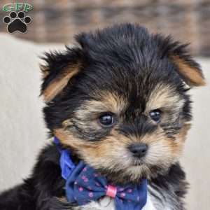 Mickey, Yorkie Puppy