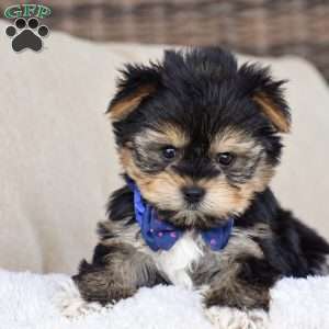 Mickey, Yorkie Puppy
