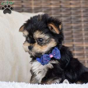 Mickey, Yorkie Puppy