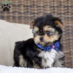 Mickey, Yorkie Puppy