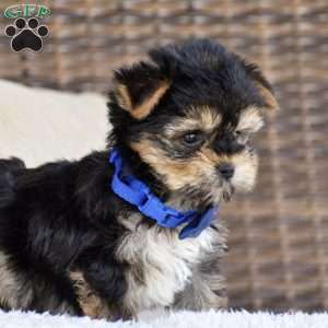 Mickey, Yorkie Puppy