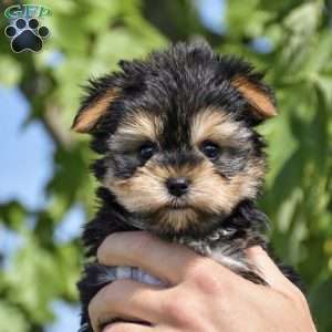 Mickey, Yorkie Puppy