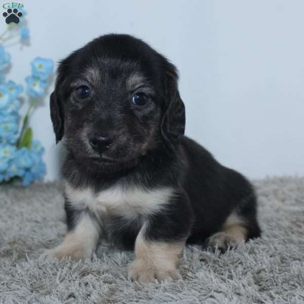 Tristan, Dachshund Puppy