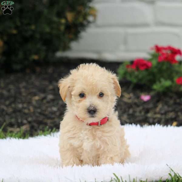 Abby, Westiepoo Puppy