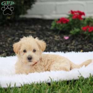 Abby, Westiepoo Puppy