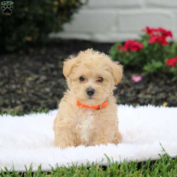 Amber, Westiepoo Puppy