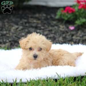 Amber, Westiepoo Puppy