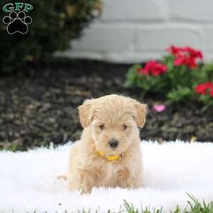 April, Westiepoo Puppy