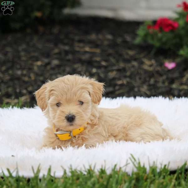 April, Westiepoo Puppy