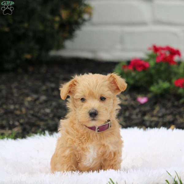 Ava, Westiepoo Puppy