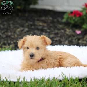 Ava, Westiepoo Puppy