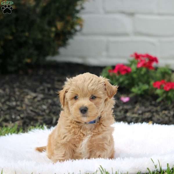 Archie, Westiepoo Puppy