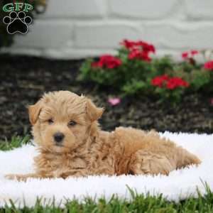 Archie, Westiepoo Puppy