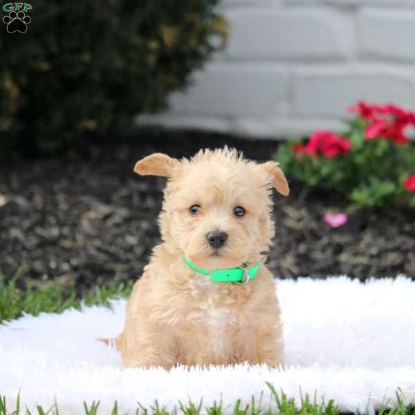 Alfie, Westiepoo Puppy