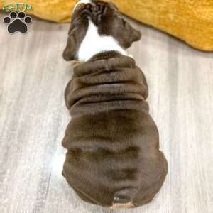 Pearl, English Bulldog Puppy