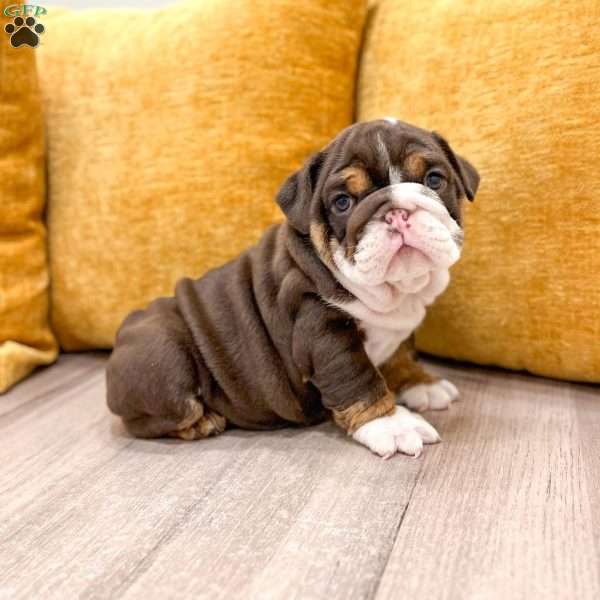Pearl, English Bulldog Puppy