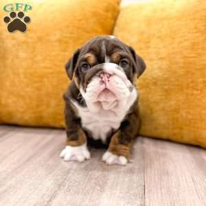 Pearl, English Bulldog Puppy