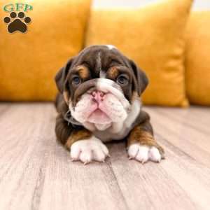 Pearl, English Bulldog Puppy