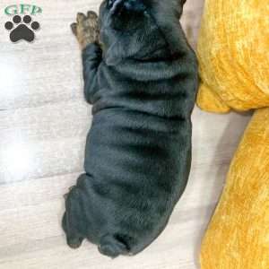 Mabel, English Bulldog Puppy