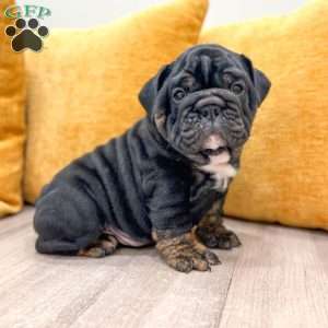 Mabel, English Bulldog Puppy