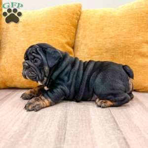 Mabel, English Bulldog Puppy