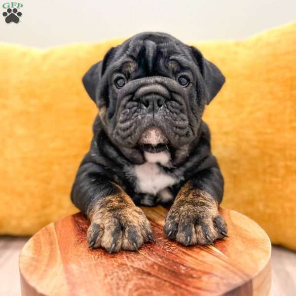 Mabel, English Bulldog Puppy
