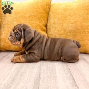 Silas, English Bulldog Puppy