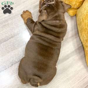 Silas, English Bulldog Puppy