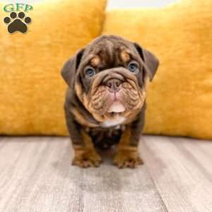 Silas, English Bulldog Puppy
